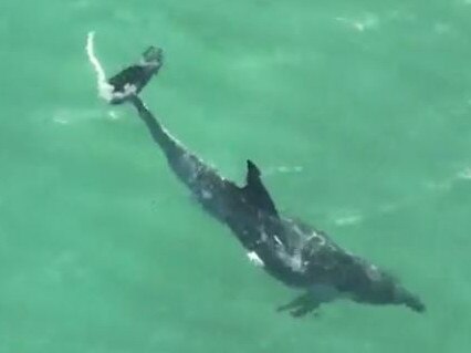 A drone shot shows the injured dolphin in the water. Picture: Surf Life Saving NSW