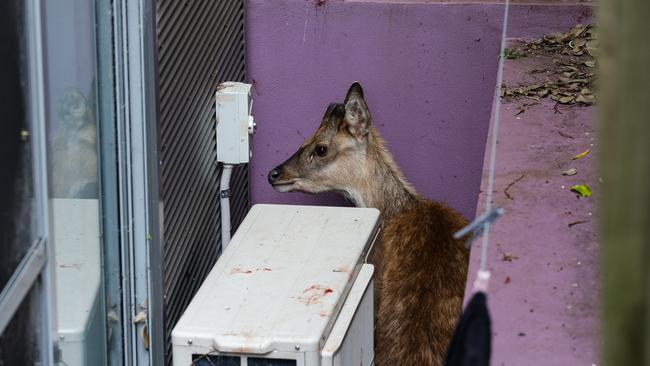 One of the deer got stuck in a Leichhardt backyard. Picture: NCA Newswire / Gaye Gerard