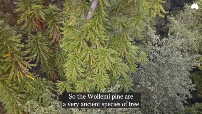 The secret operation that saved the Wollemi pine