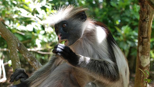 Red Colobus monkey images | Zanzibar’s endangered primates | escape.com.au