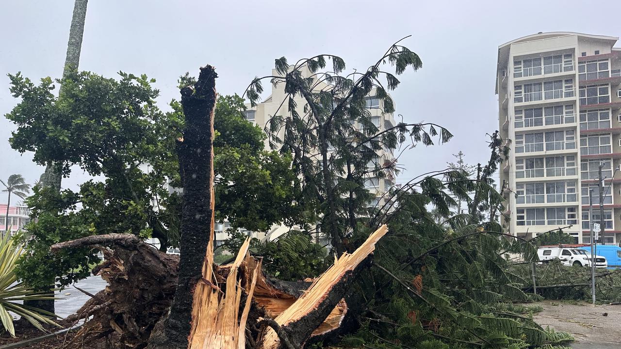 A tree brought down on the Gold Coast in strong winds whipped up by Tropical Cyclone Alfred. Picture: Nigel Hallett