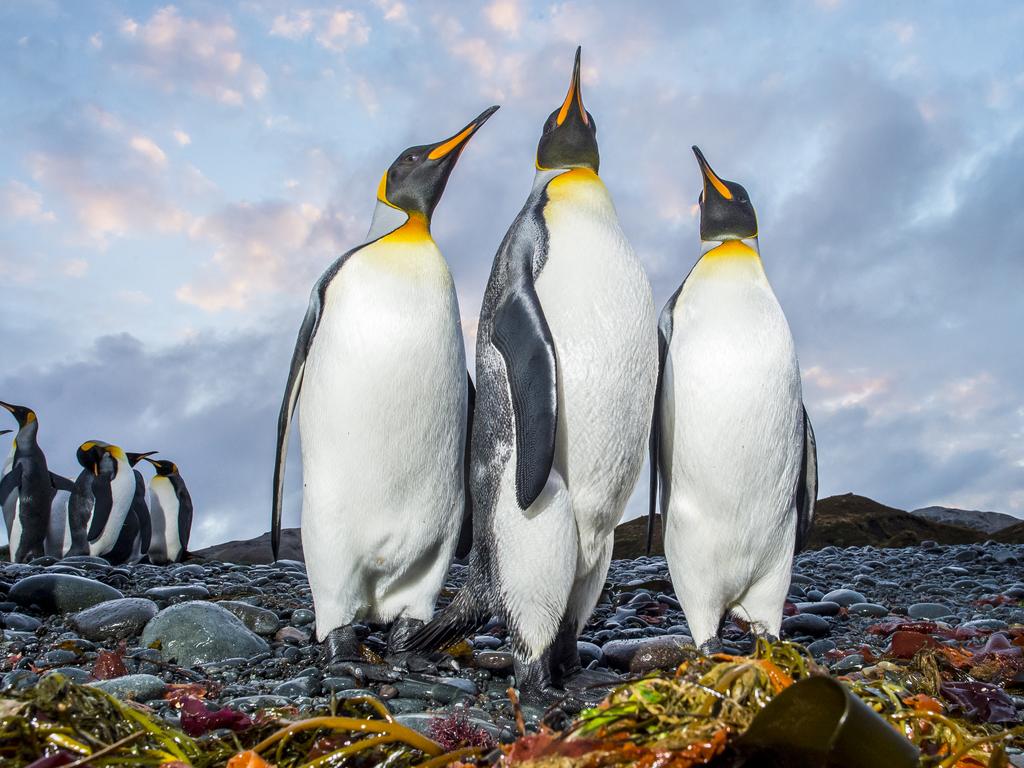 King Penguins at Green Gorge. Picture: Jason Edwards HS25