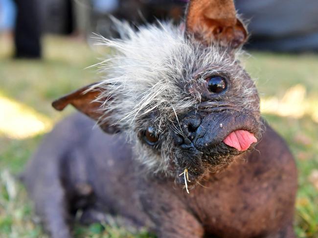 Mr. Happy Face won the 2022 World’s Ugliest Dog Contest in California. Picture: Josh Edelston / AFP