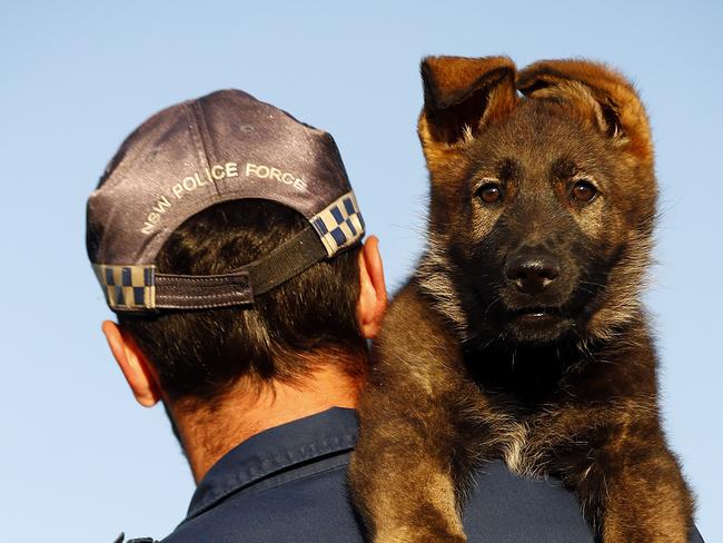 Aussie cops turn nose up at sniffer dogs