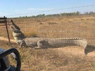 Howdy neighbour: Giant croc sneaks up on man