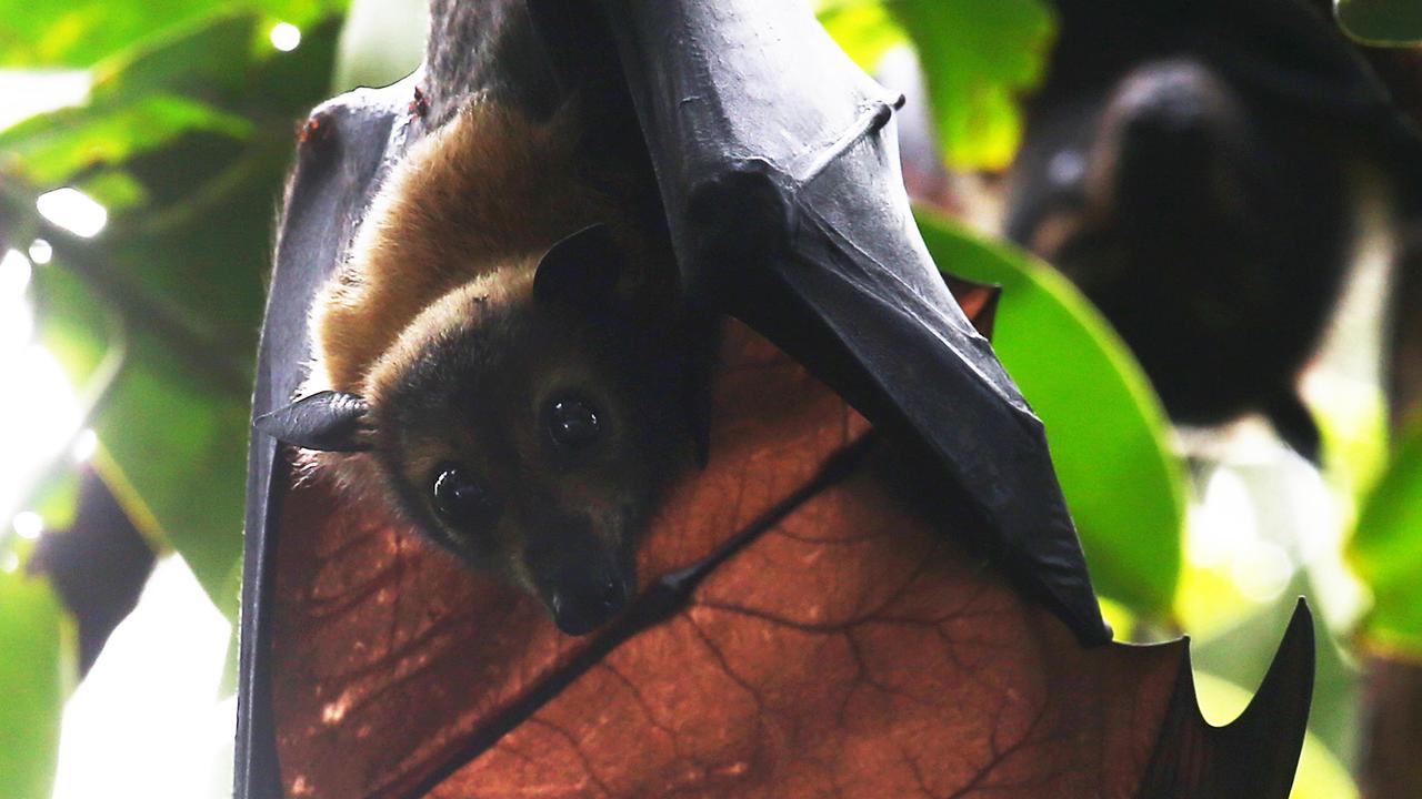 Cairns CBD bats: Planned dispersal won’t work unless trees permanently ...