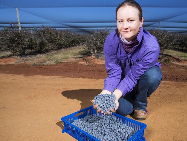 Sally Jolly from Smart Berries, which employs hundreds of people during peak season. Picture: Lachie Millard