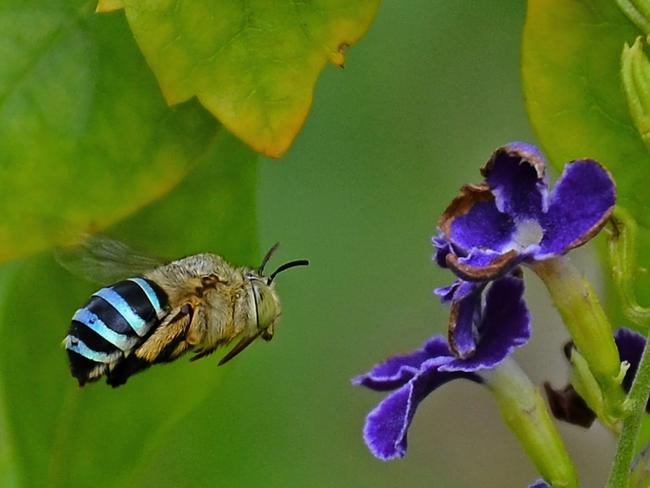 Blue-banded bees are both beautiful and helpful for pollination.