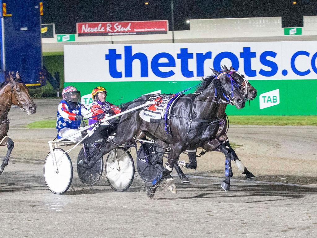 Tango Tara is the second favourite for the SA Pacing Cup. Picture: Stuart McCormick