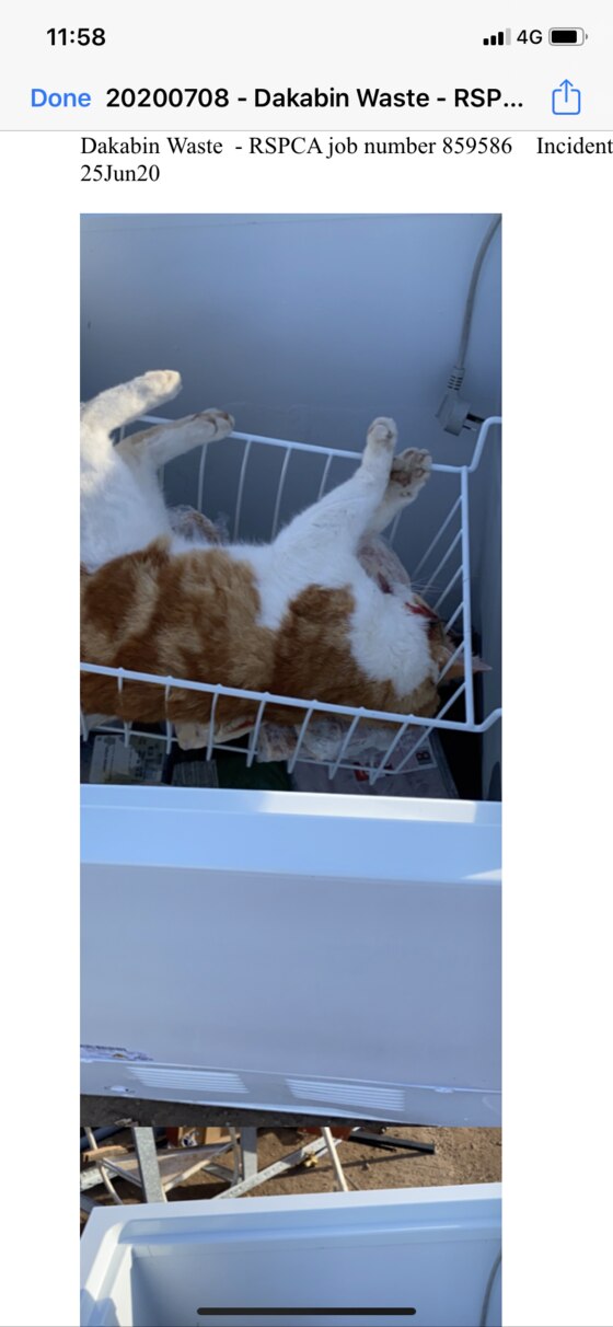 A cat was found locked inside a freezer at a dump north of Brisbane. Picture: Supplied