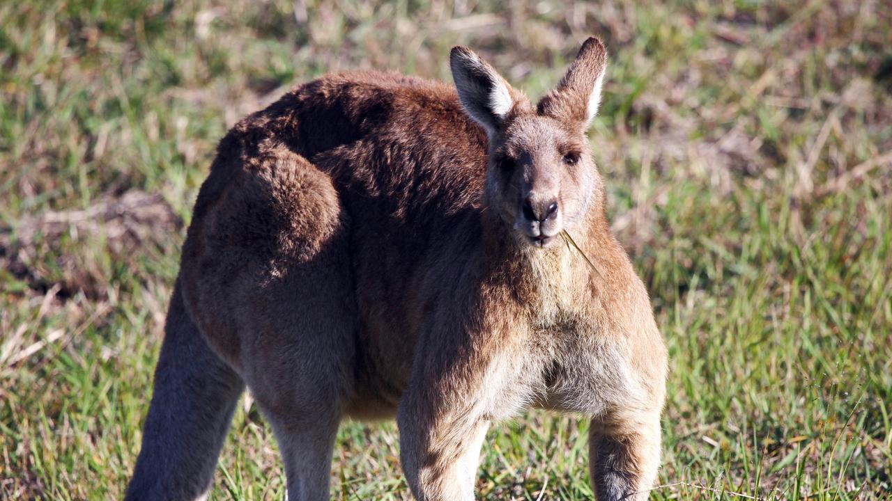 Call for photos of kangaroos as population study begins on Fraser Coast