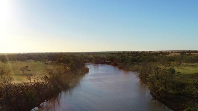 Cattle along the Diamantina at Marion Downs Station. Picture: North Australian Pastoral Company/NAPCo