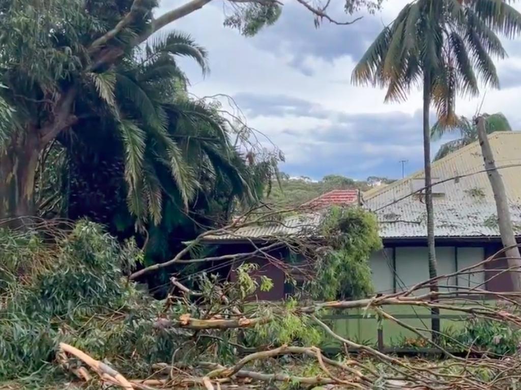 Trees down at Collaroy , Sydney, after a storm blew through, 19th December, 2021. Picture: Twitter