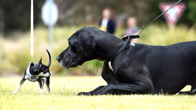 Daisy and Odin get acquainted at the Armstrong Creek Pets Day. Picture: David Smith