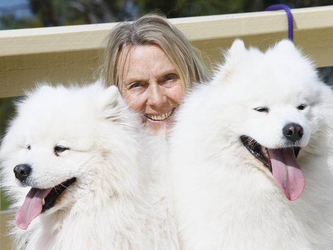 Penny Gaunson, of Roches Beach, with Samoyeds Bailey, left, and Superman Picture: MATT THOMPSON