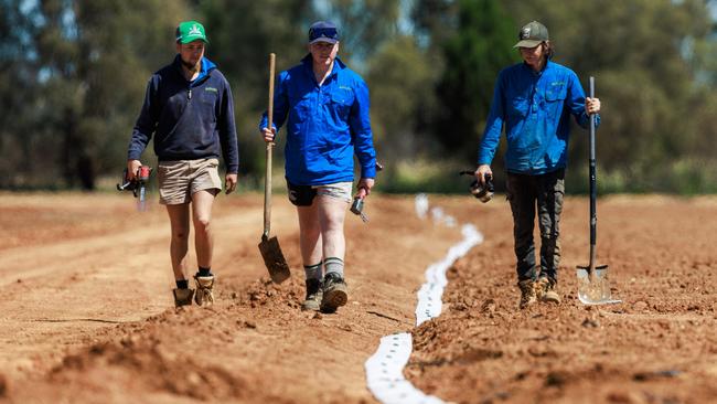 Tom Elliott, Hamish Dunderdale, Lachlan McIntyre install irrigation in a tomato orchard in northern Victoria.