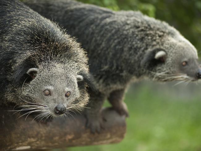 Palawan bearcats.