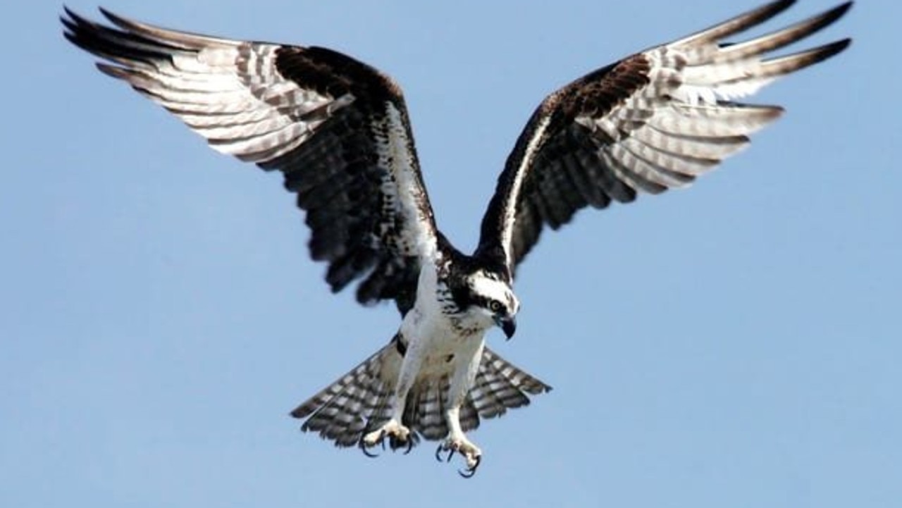 The death of Osprey Queenie triggers movement to further support ...