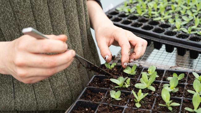 Potted plants generic.