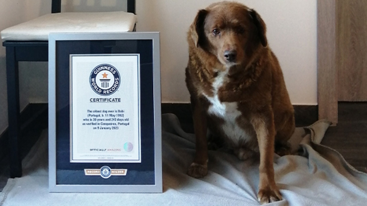 Bobi with his world record certificate. Picture: Guinness World Records