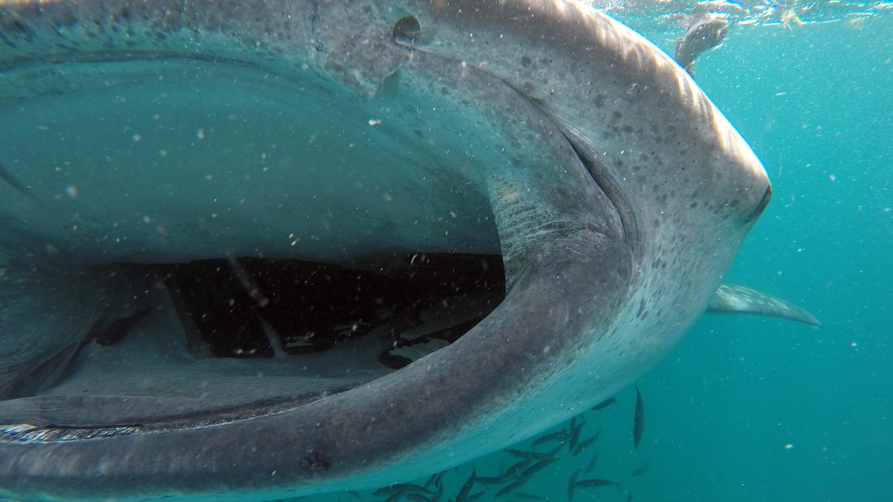 The moment I came nose to nose with the world's biggest shark.