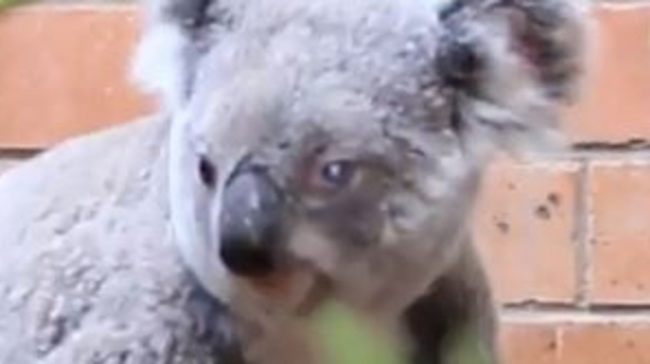 Koalas: New research from Southern Cross University shows koalas moving ...