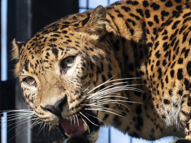 Leopard cubs at The National Zoo and Aquarium and Jamala Wildlife Lodge in Canberra. Picture: NCA NewsWire / Martin Ollman