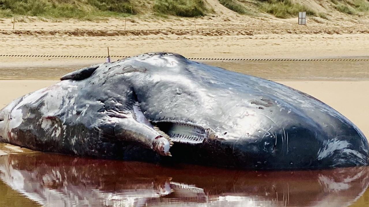 A sperm whale washed up on Phillip Island. Picture: Twitter/Claire Wylie