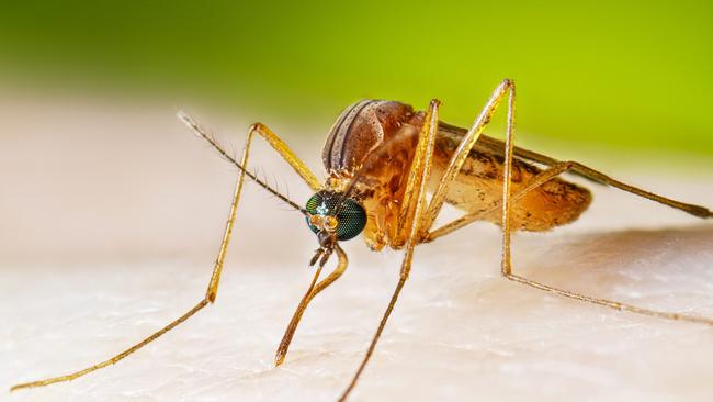 The mosquito-borne virus causes fever, headaches, body aches, and nausea. Picture: Supplied