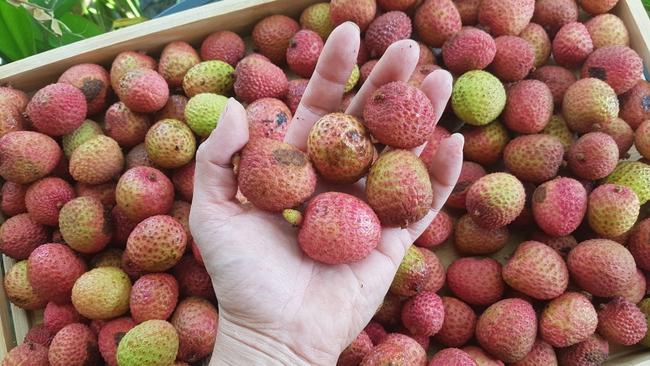 Lychees from Tablelands to Tabletops last year, there are hopes some will produce like this. Picture: Supplied