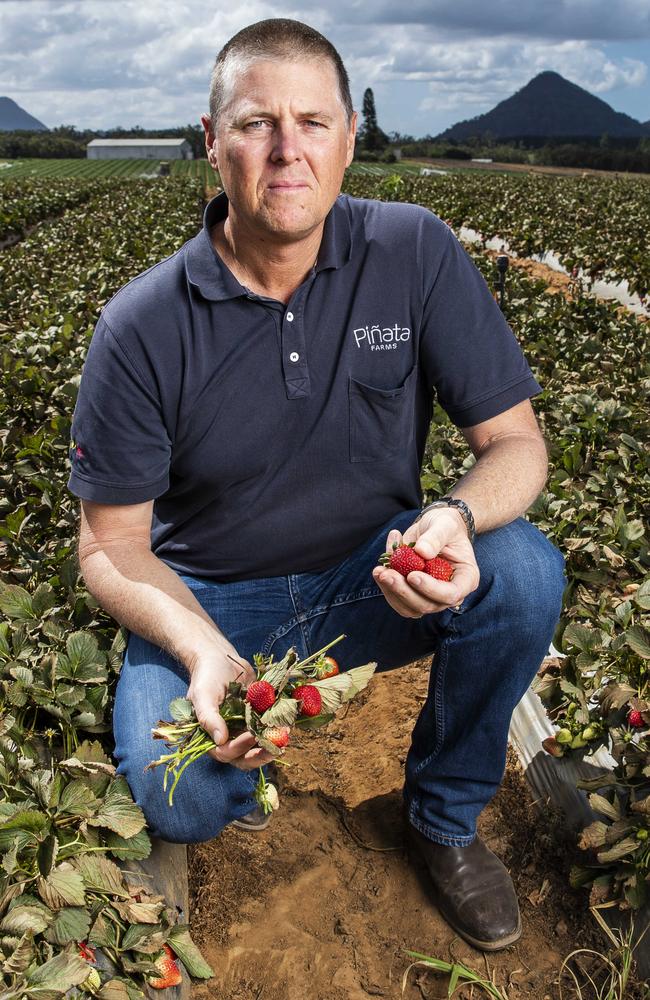 Strawberry grower Gavin Scurr has spoken out about the lack of available pickers. Picture: Lachie Millard