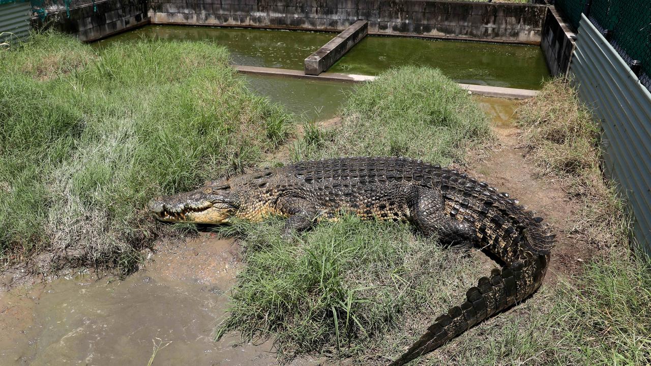 Nile crocodile - Zoo Boise