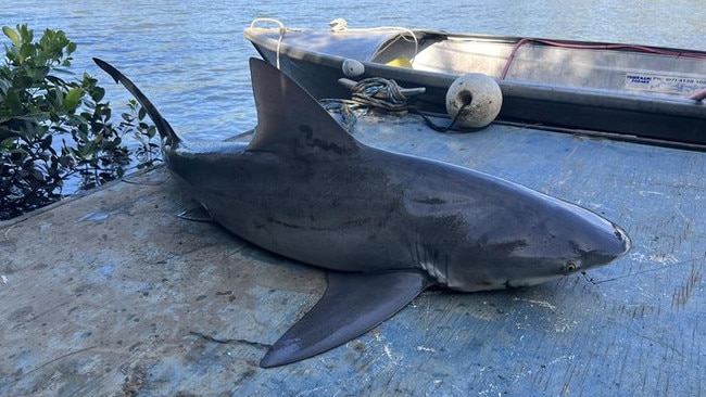 This bull shark caught at Burrum River was a fisherman’s third catch in two weeks.