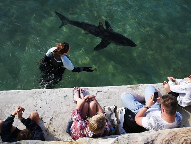 An injured Great White shark that washed itself onto Manly Beach has been taken to Fairy Bower ocean pool by Manly SeaLife Sanctuary staff to assess its condition. Hundreds of locals gather around the pool to get a closer look. Picture: Toby Zerna
