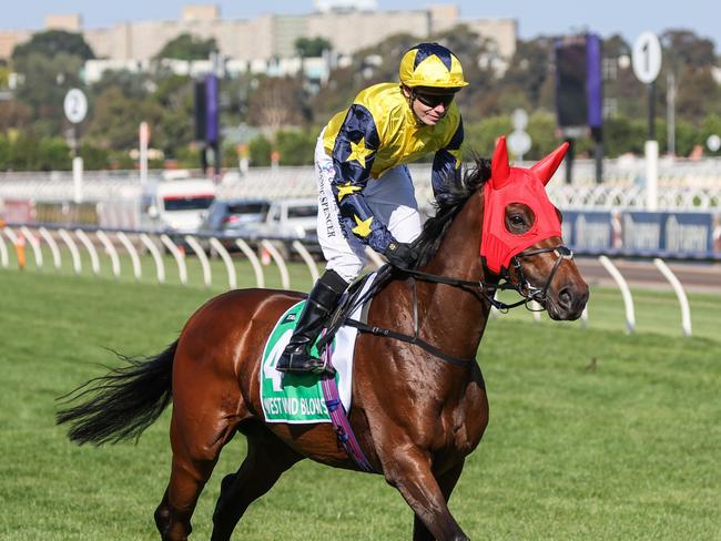 West Wind Blows (IRE) on the way to the barriers prior to the running of the TAB Champions Stakes at Flemington Racecourse on November 11, 2023 in Flemington, Australia. (Photo by George Sal/Racing Photos via Getty Images)