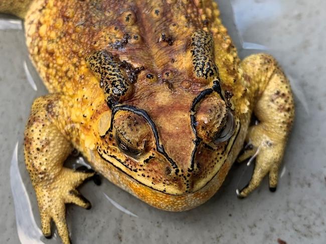 The Asian black-spined toad has a distinct pointy snout, black rim in upper lip with black raised bony ridges over their eyes. Picture: Supplied.