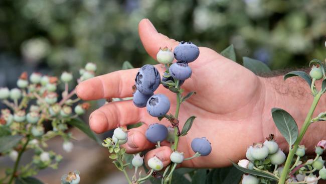 All the blueberry-growing tunnels at Costa Group farms use The Yield sensors to monitor growing conditions, which results in a range of benefits.
