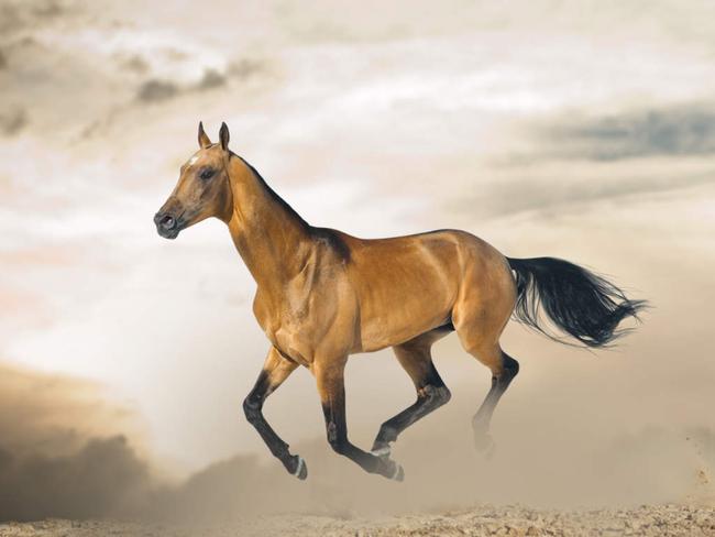 Golden akhal-teke horse in sunset running gallop