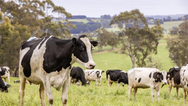 Bega says about 100 new jobs would be created at its NSW main factory as a result of the Strathmerton closure. Picture: Zoe Phillips