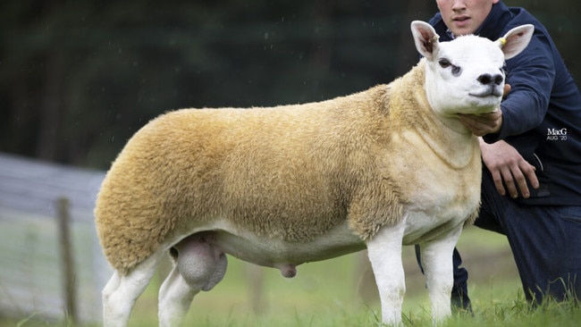 Big bucks: A consortium has splashed more than $660,000 on Texel lamb Double Diamond. Picture: Texel Sheep Society