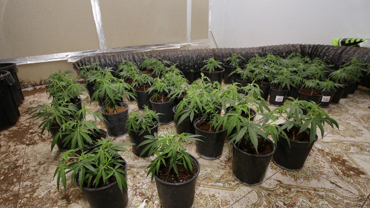 More marijuana plants concealed in a room of one of the homes.