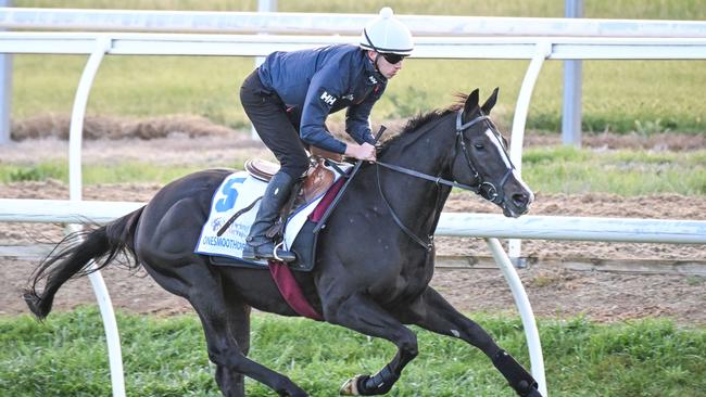 Onesmoothoperator working with regular track rider Matthew Brown aboard at the Werribee quarantine centre. Picture: Racing Photos via Getty Images