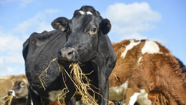 Dairy Australia is providing scholarships for Marcus Oldham College’s farm business management course for the next three years, which will have a dairy-specific focus.