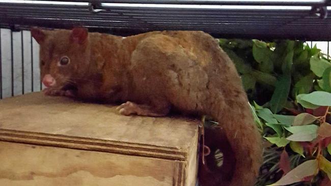 Sooty the possum was lucky to escape from a combustion stove at a Pimlico house. Picture: Jeanette Dundas