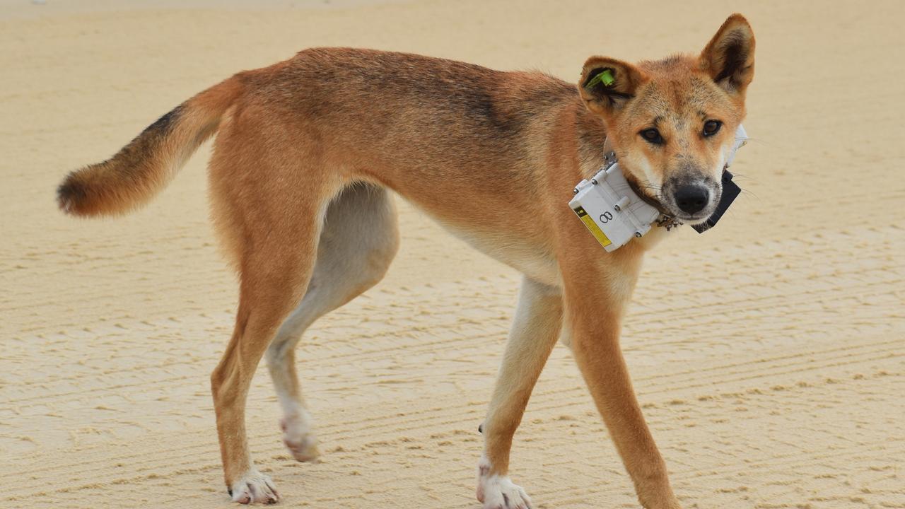 Dingo attack puts young girl in hospital