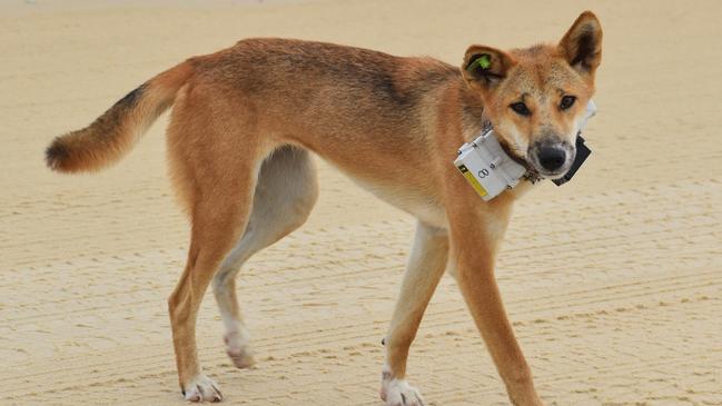 A high-risk dingo has been fitted with a GPS collar on K'gari.