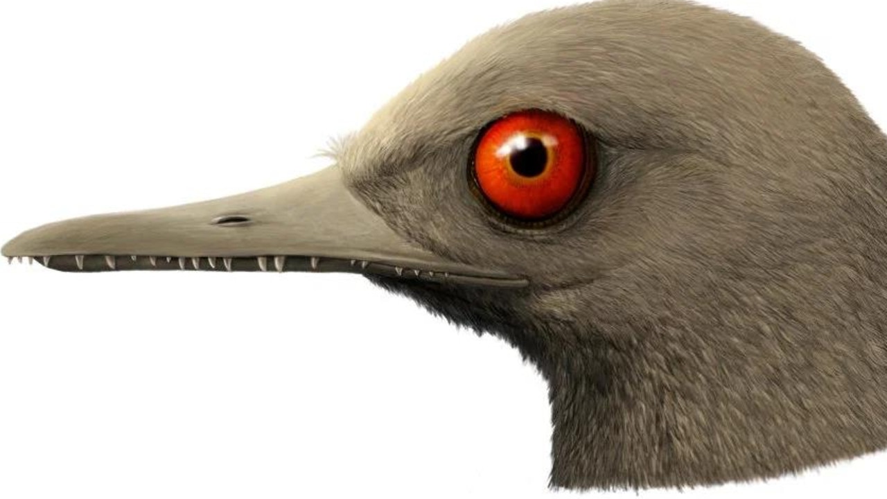 An artist's impression of the bird-like dinosaur. Picture: Reuters