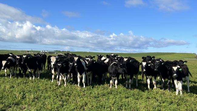 Ben and Michelle Walker have 800 cows as part of their milking herd.