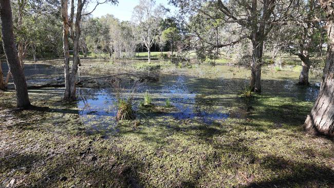 The pond at Musgrave dog park. Picture Glenn Hampson