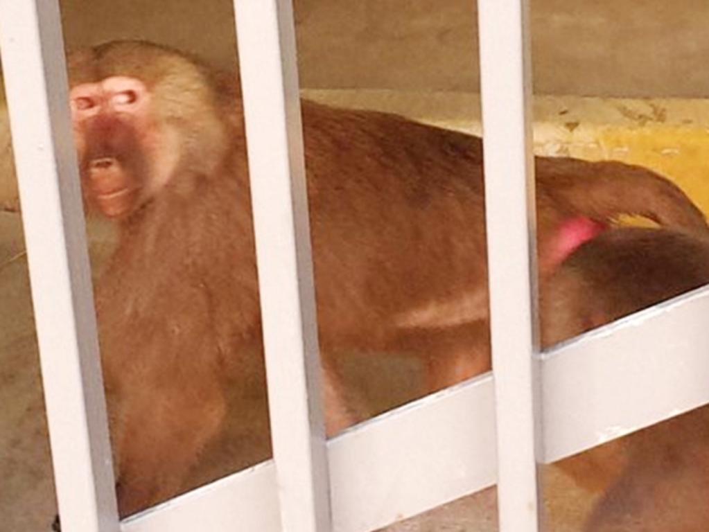 Three baboons have escaped their transportation as they were being delivered to the research facility at Royal Prince Alfred Hospital in Sydney’s inner west. Picture supplied to Daily Telegraph